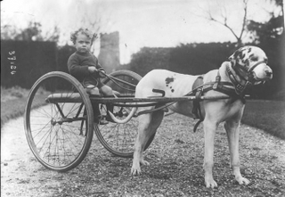 Illustration for article titled Vintage Photos Reveal Century-Long Obession with Dressing Up Pets